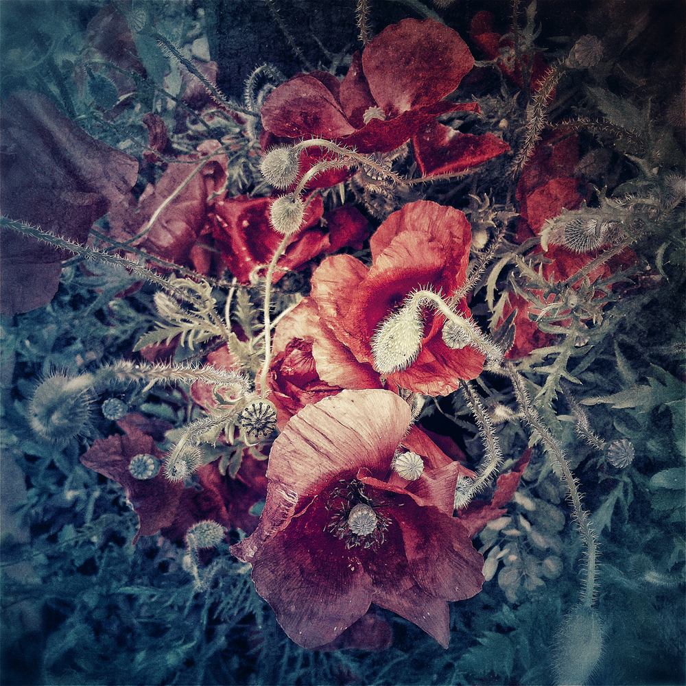 Poppies