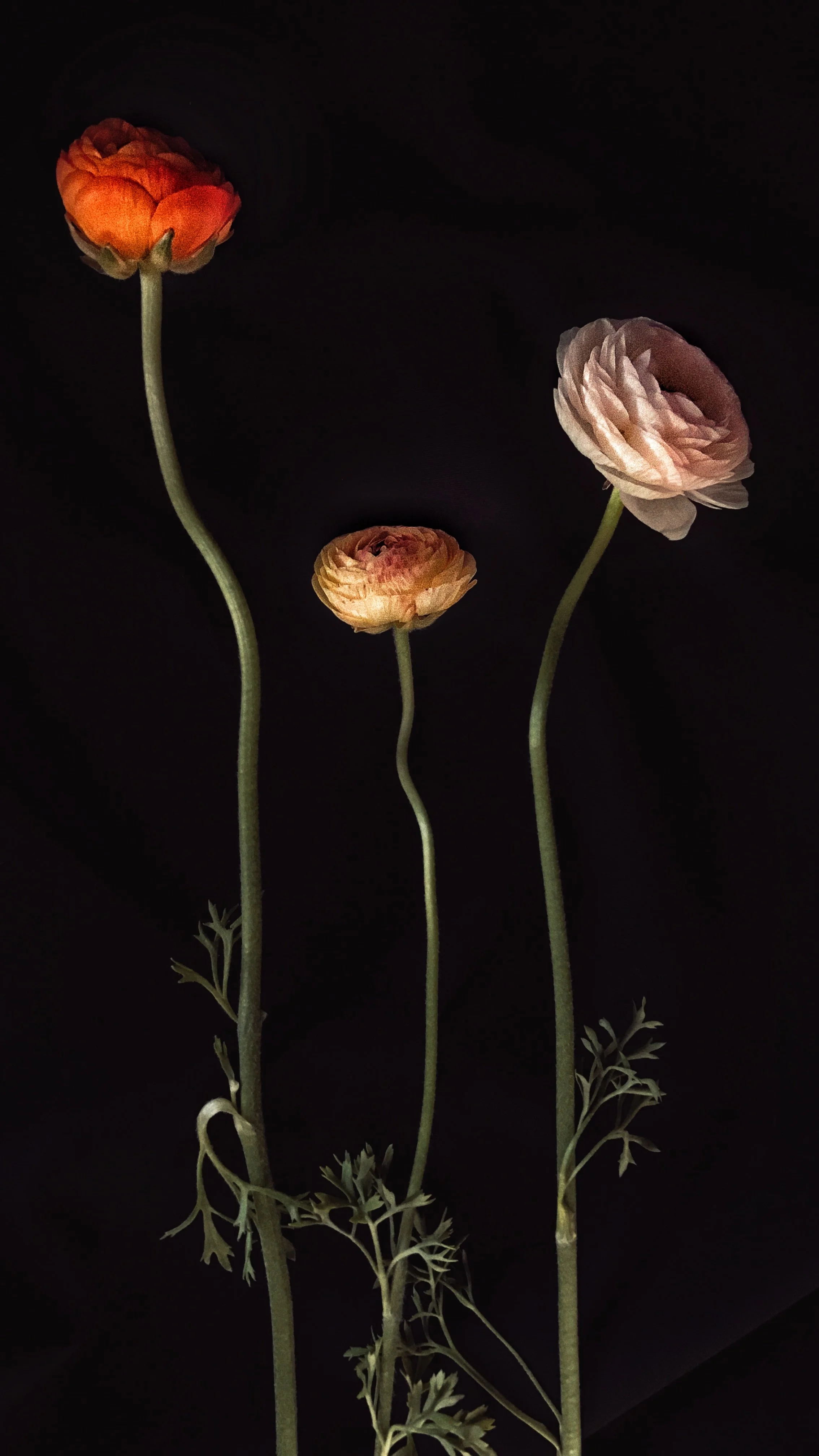 Photo Apr 18, 4 44 09 PM.jpg