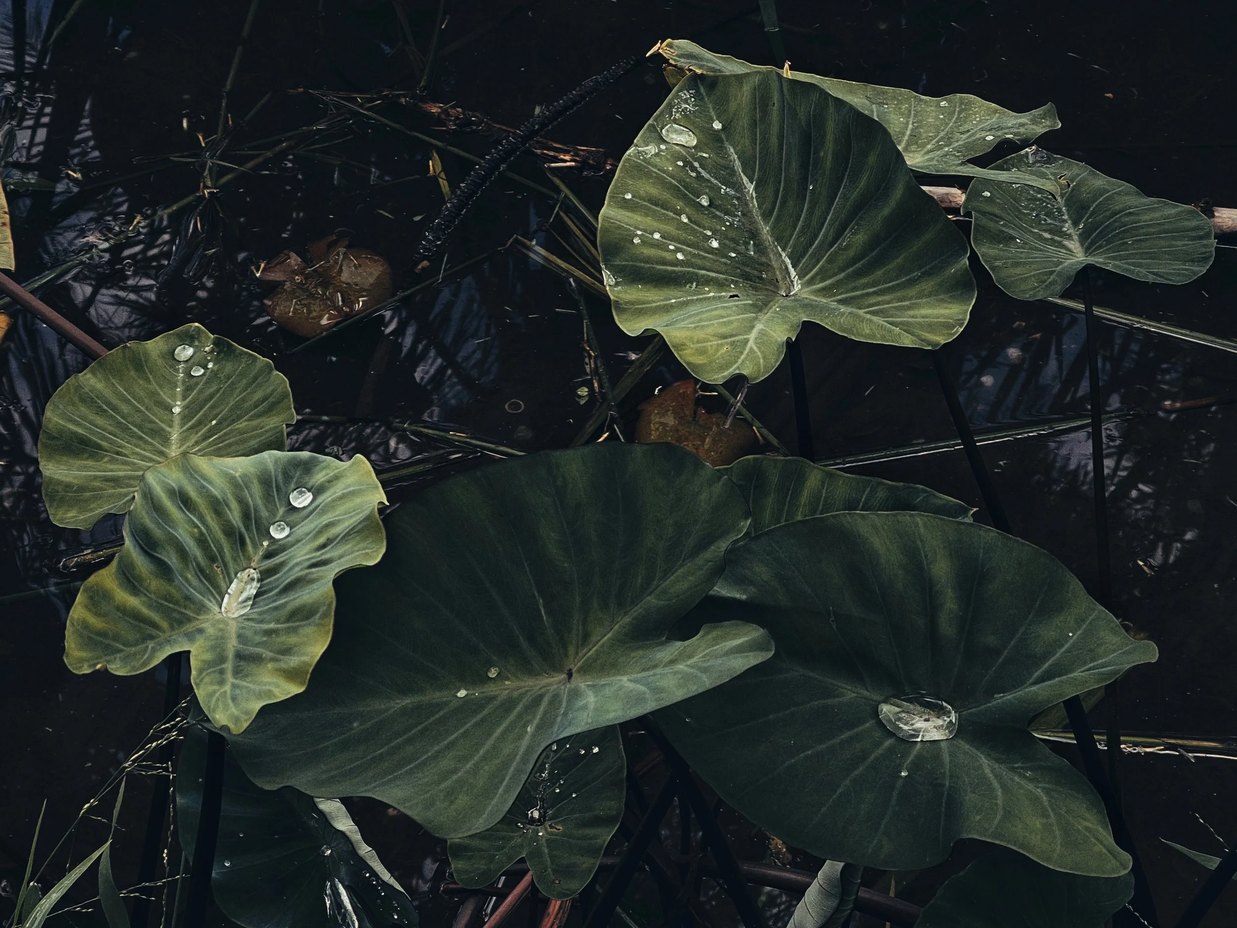 Snapseed 2 copy 3.jpg