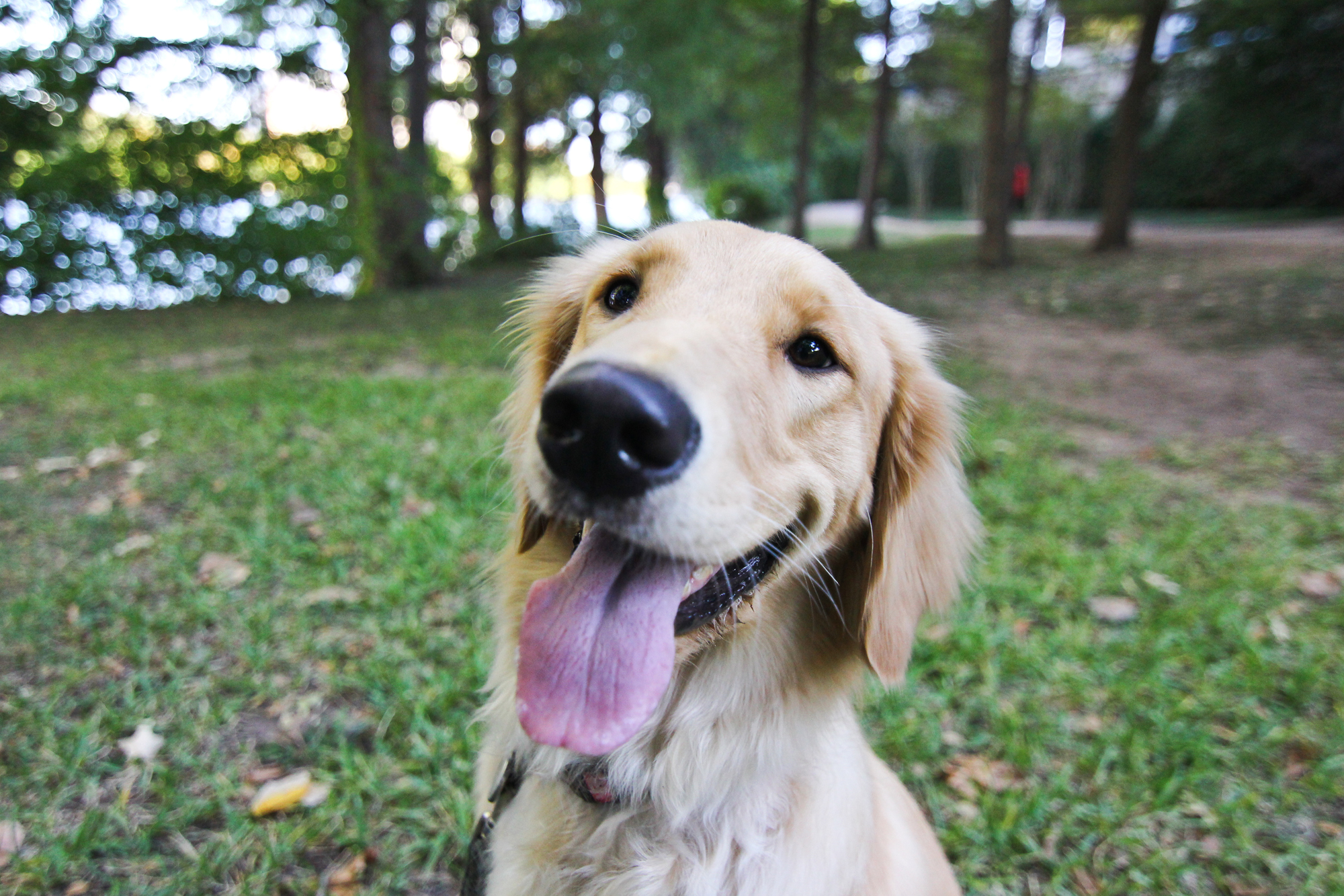 TtP Buttercup dirty dog 1.JPG