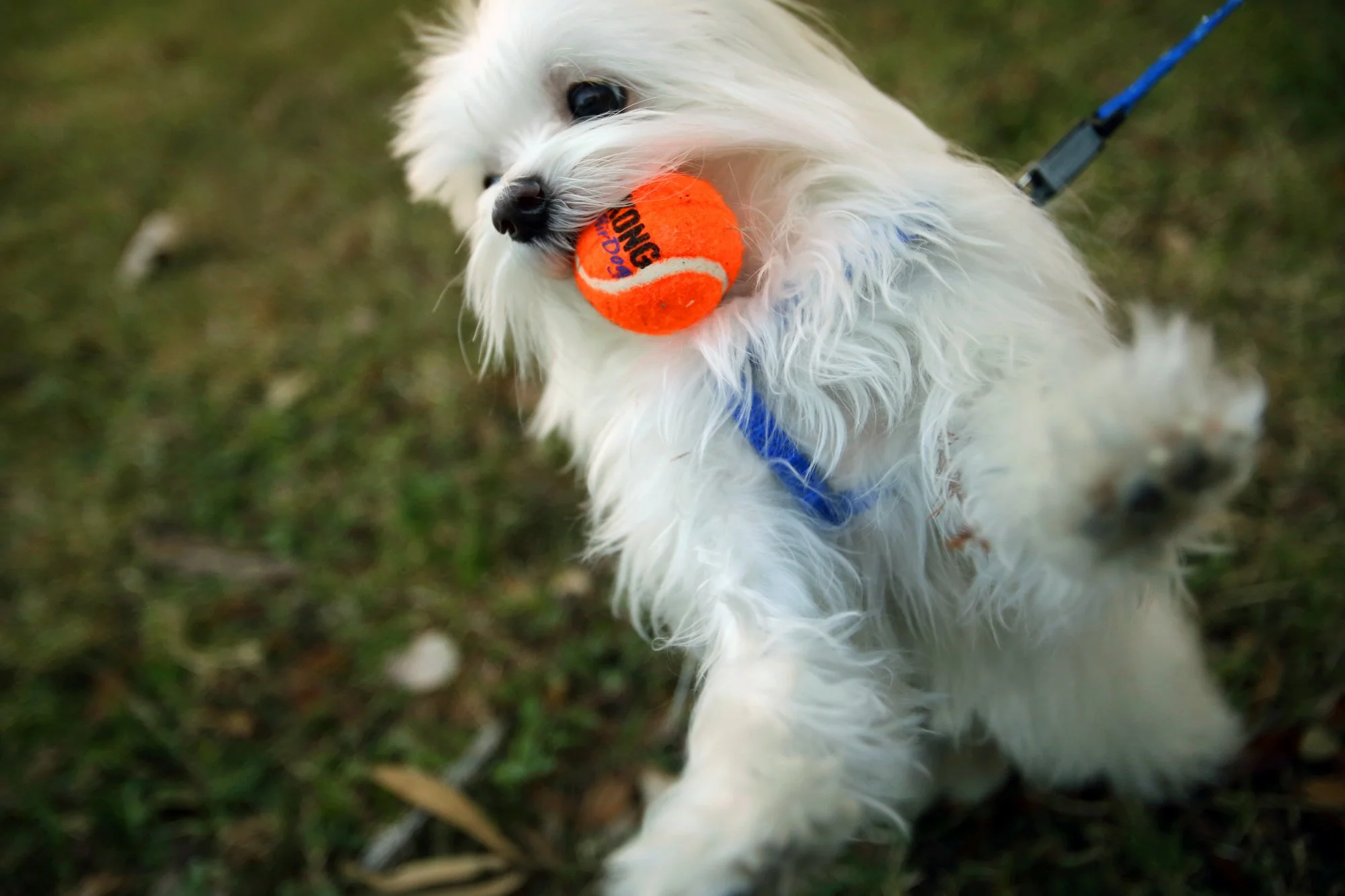  I've been a volunteer with  Austin Pets Alive &nbsp;for the past couple years, photographing cats and dogs for their adoption profiles online. Prior to that, I was the photographer for the Austin American-Statesman's Pet Contest. 