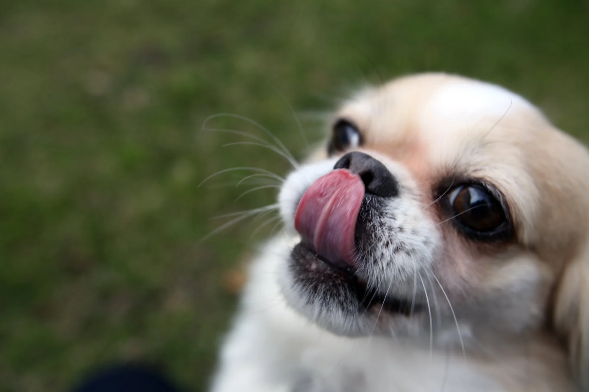 TTP bingham dog show 3.JPG