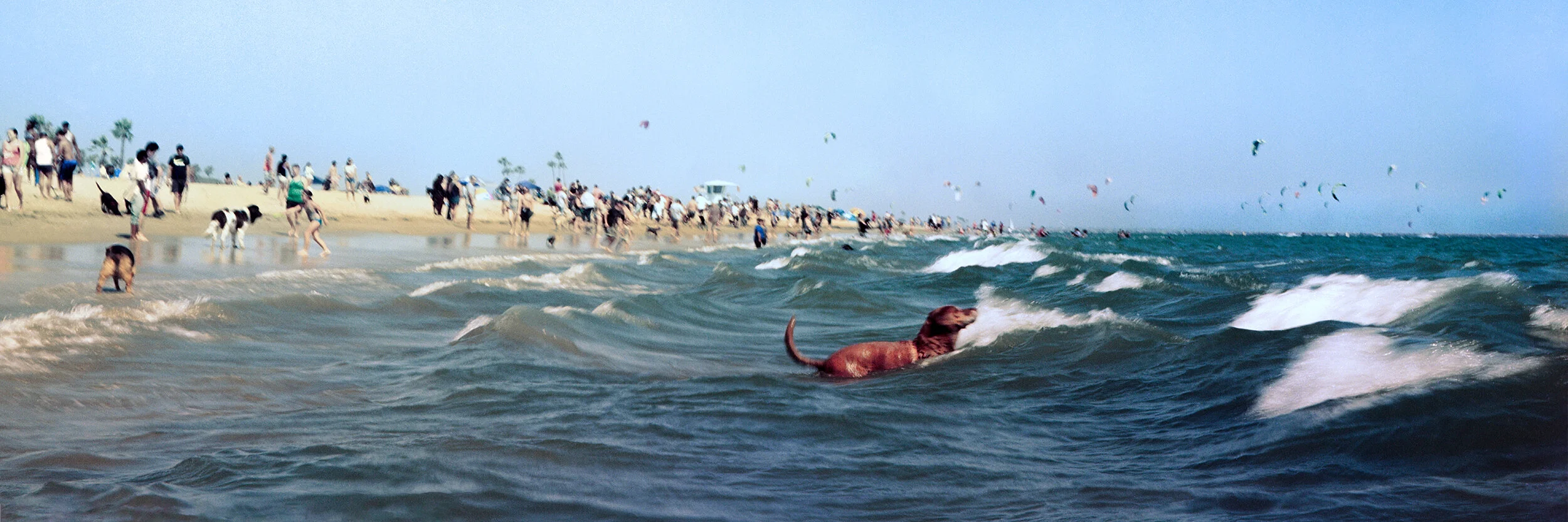 Dog Beach-1.jpg