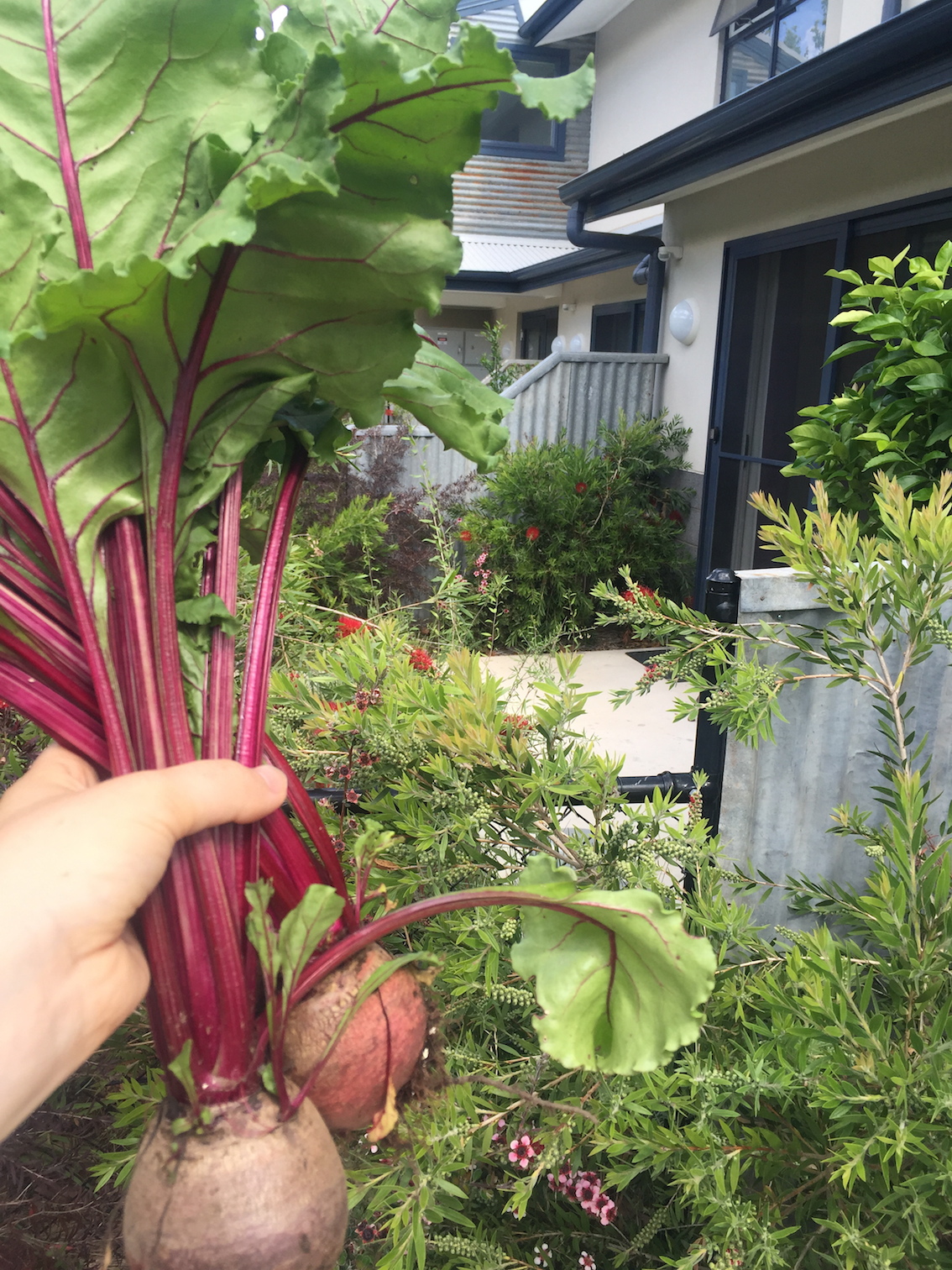 Homegrown beetroot 