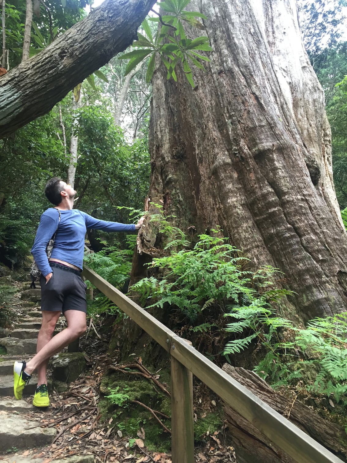 A gorgeous walk up mount Wellington, through ferns, moss and massive trees. My model is 6 ft 5, so you can see that these trees are huge!!