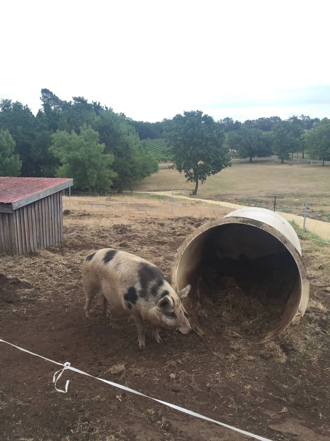 We made friends with this nice piggy (by feeding him!) at the Hold Oak Winery, also in the Tamar Valley. 
