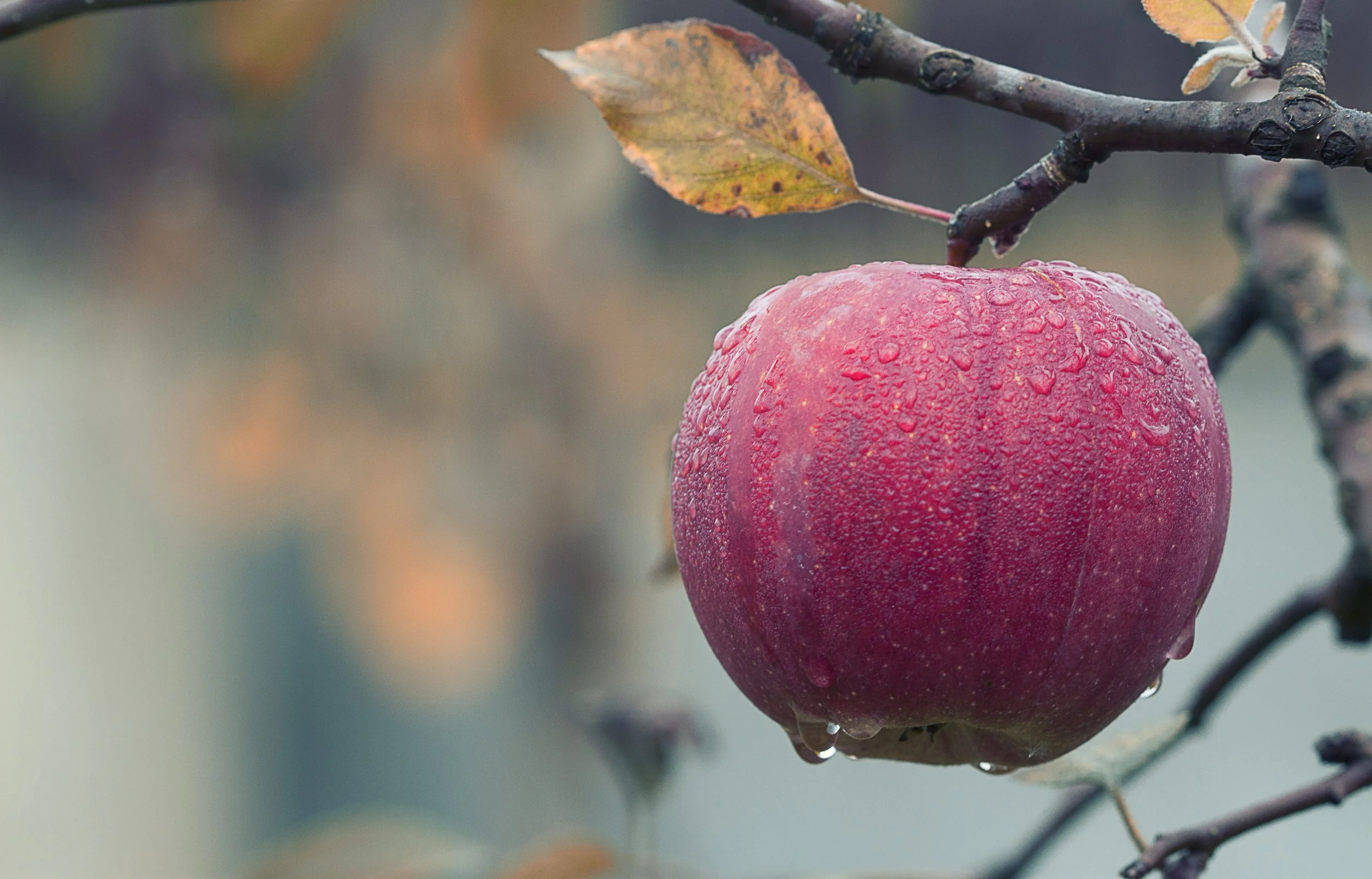 apple.jpeg