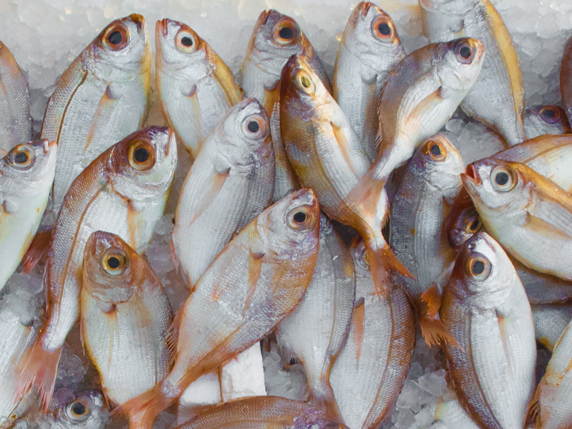 fish.jpeg