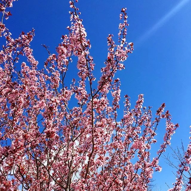 It’s hard to not be in a happy mood this time of year! #spring