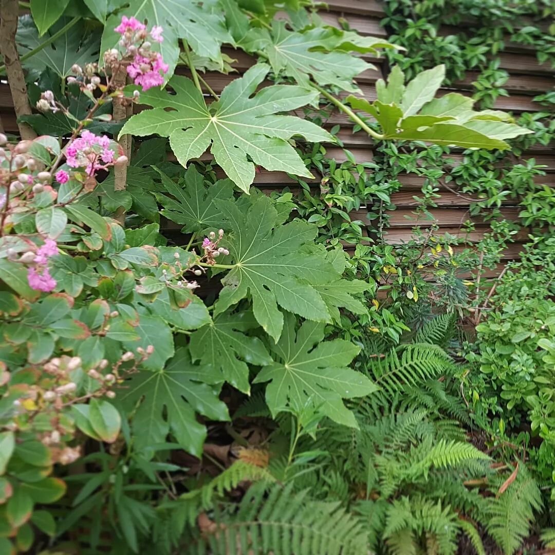 Je me lasserai jamais du feuillage extravagant du Fatsia #pink #jungle