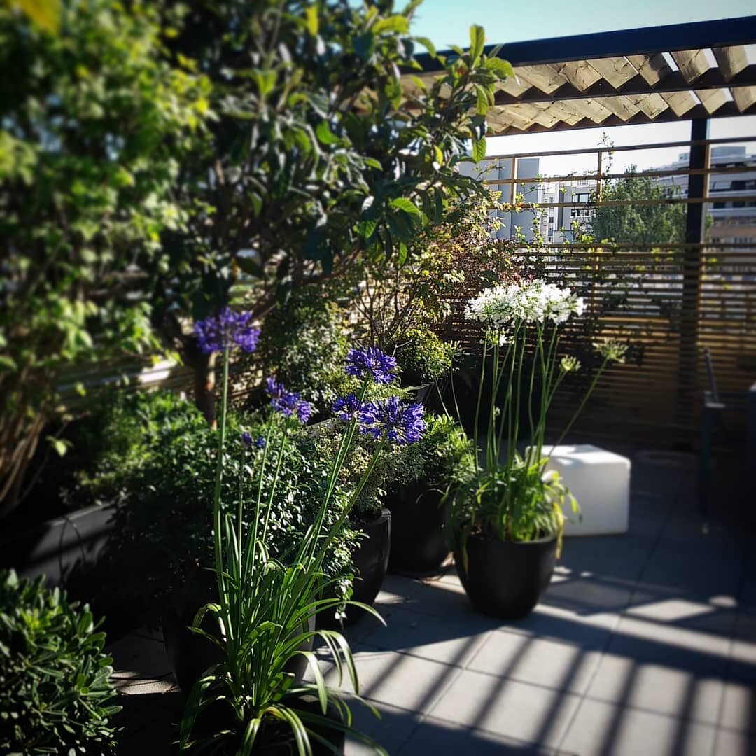 Il y a comme un troublant air du Japon sous la pergola.  #contraste  #ilovemyjob  #rooftop  #pergola  #surmesure  #japon  #wood  #agapanthe  #neflierdujapon  #erabledujapon