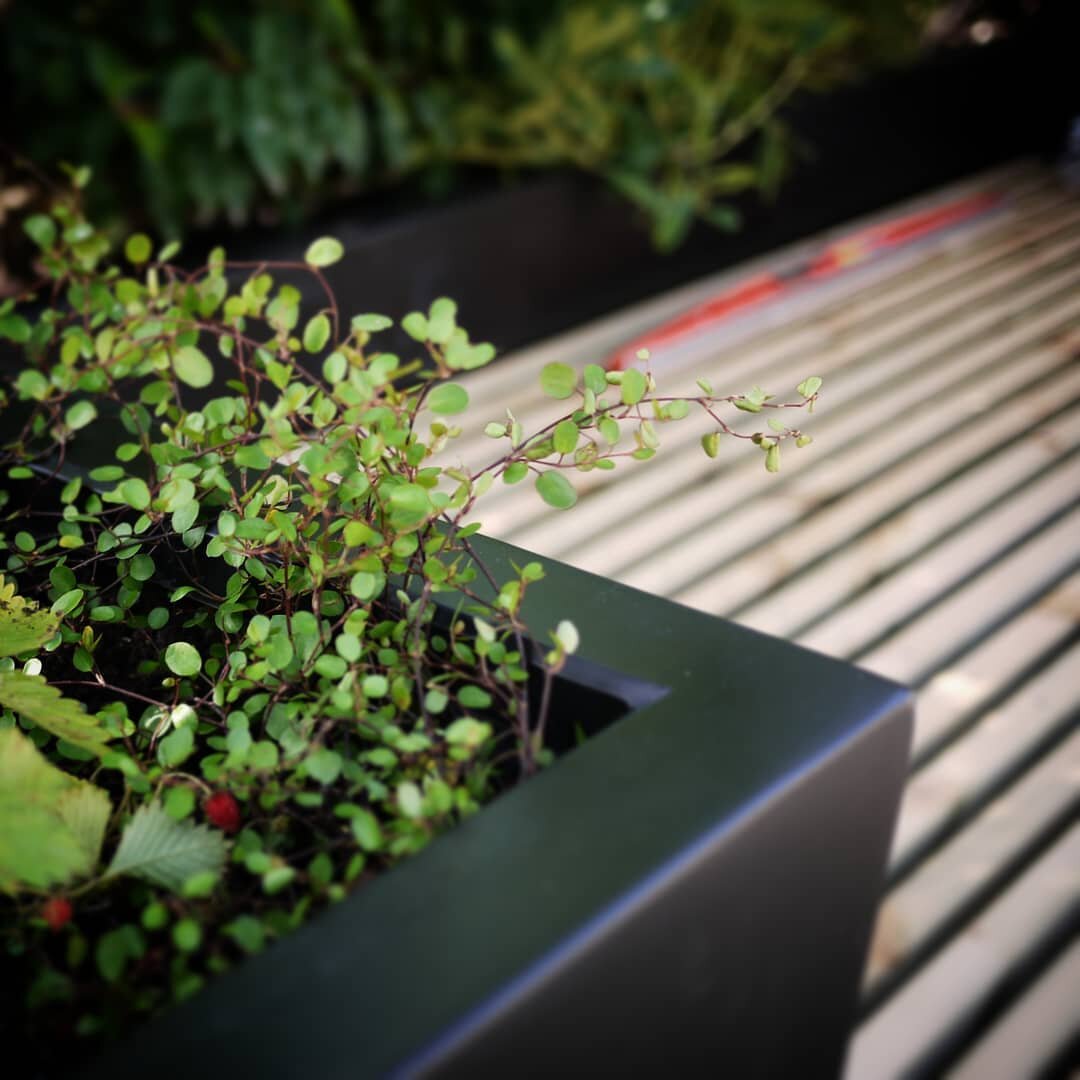 La banquette sur mesure tout en contraste, pr&ecirc;te &agrave; accueillir les siestes sur un toit terrasse parisien  #ilovemyjob  #paysagiste  #conception  #toitterrasse  #contraste  #wood  #muehlenbeckia