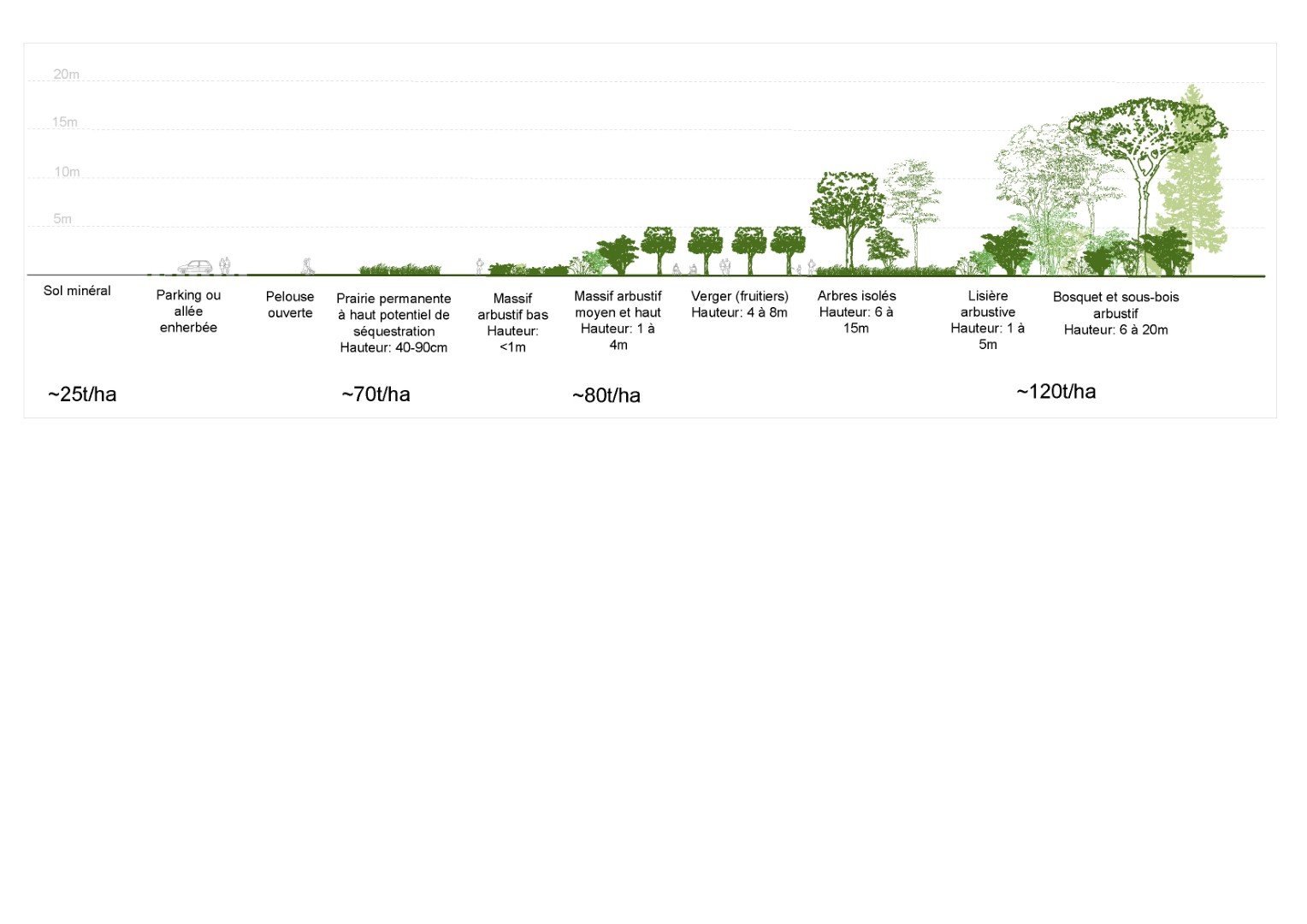 stockage carbone plantation@cecile-charpentier.jpg