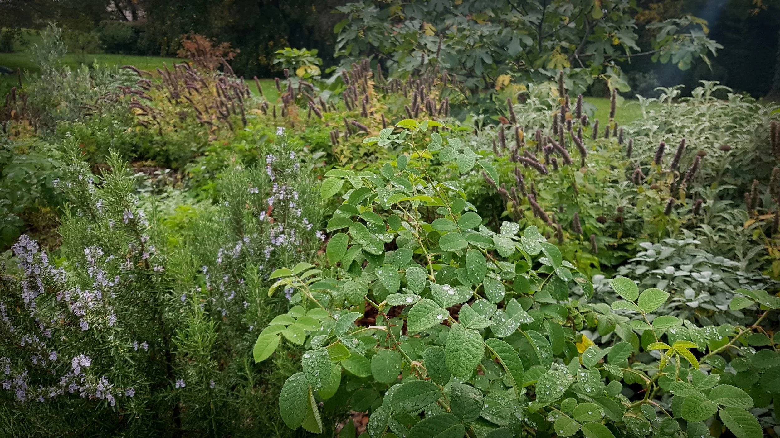 massif rosée automnale @cecile-charpentier.jpg