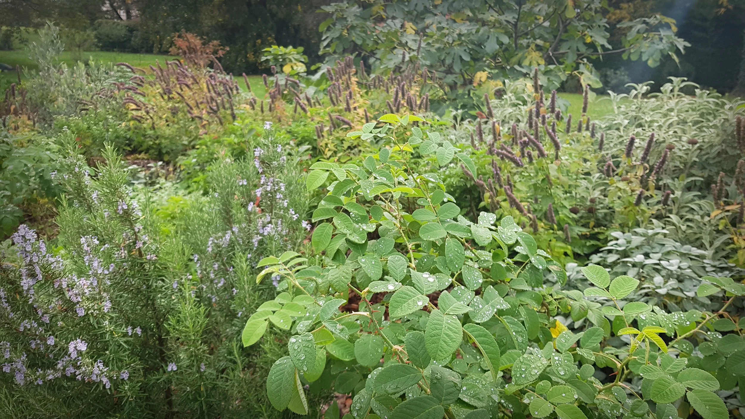 massif rosée automnale @cecile-charpentier.jpg