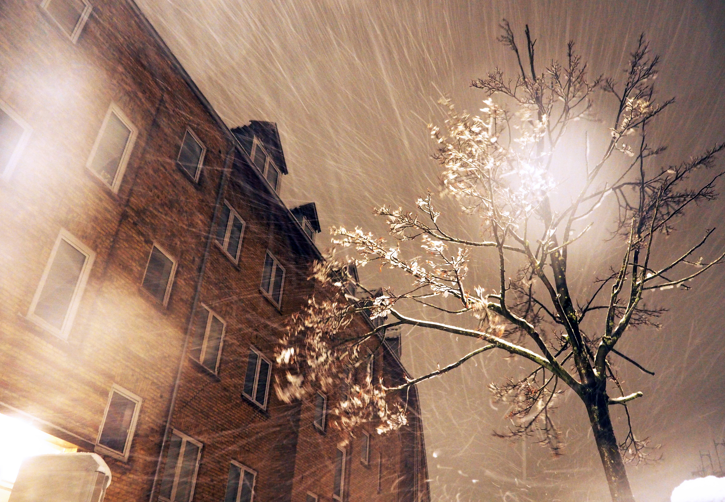 The First Snow