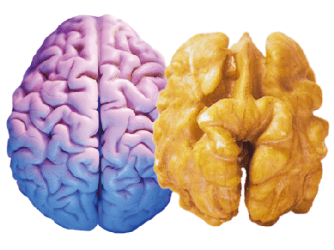 walnutBrain.gif