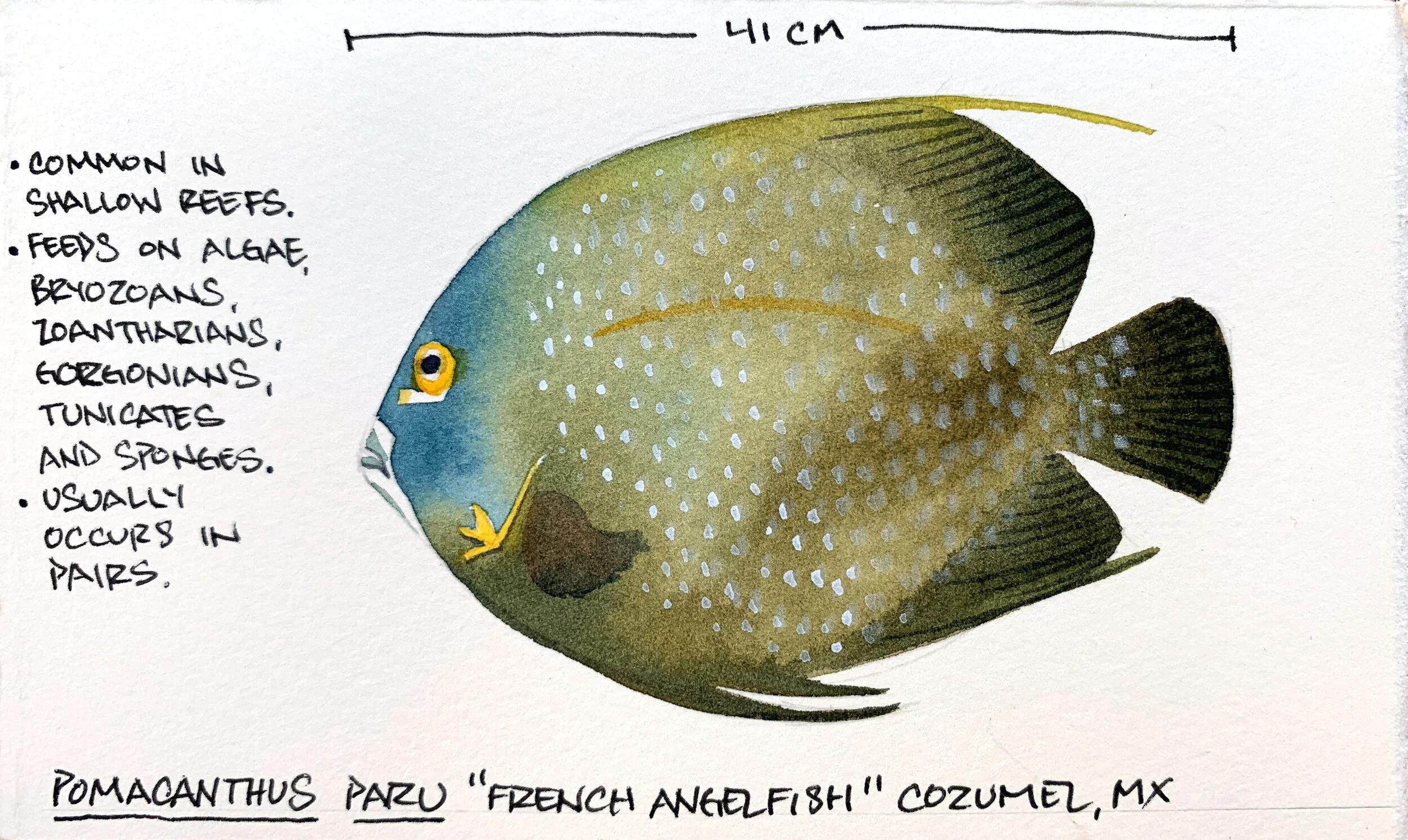 Angelfish.jpg