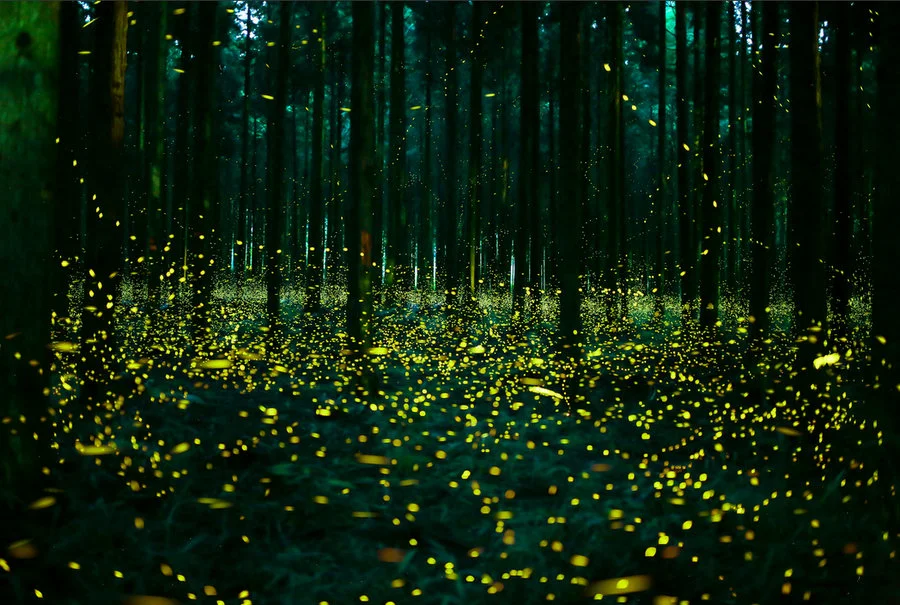 fireflys 2.jpg