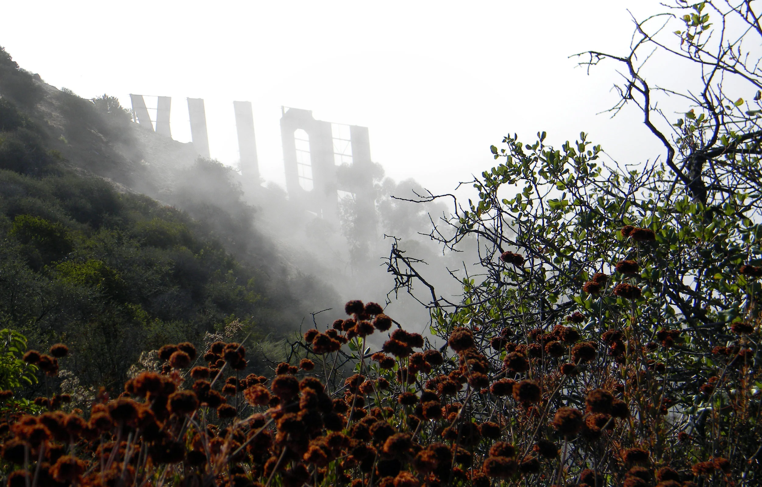 Hollywood Fog.jpg