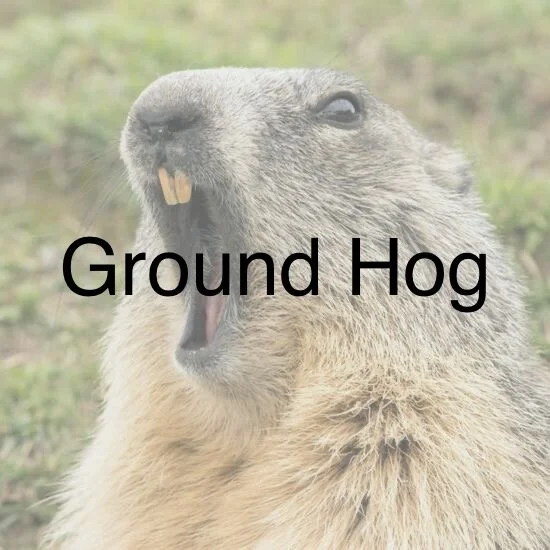 Ground Hog