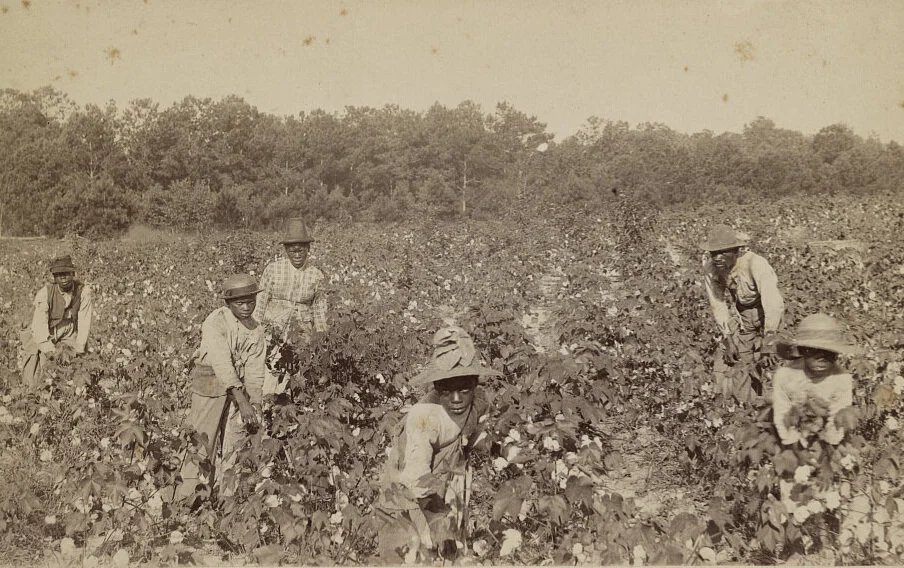 Large Plantations Where Cotton Is King Was Their Number One Crop Flat