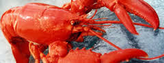Lobster