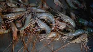 Prawns