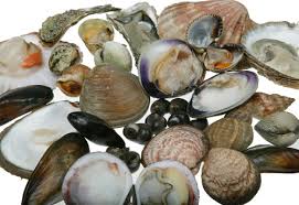 Shellfish