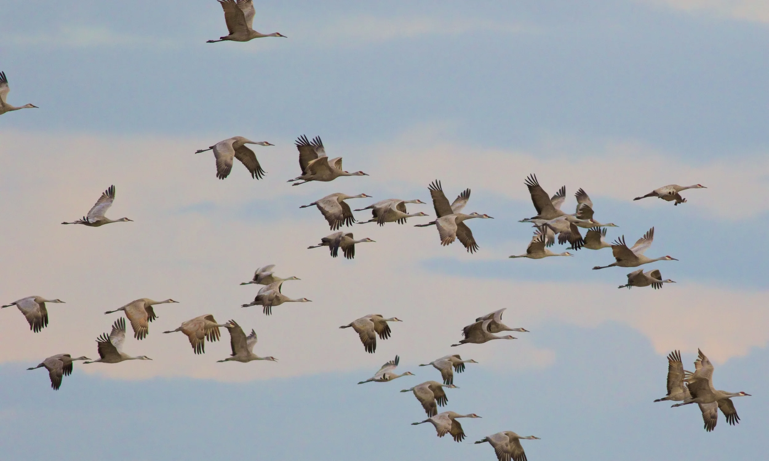 Crane Flock AK.jpg
