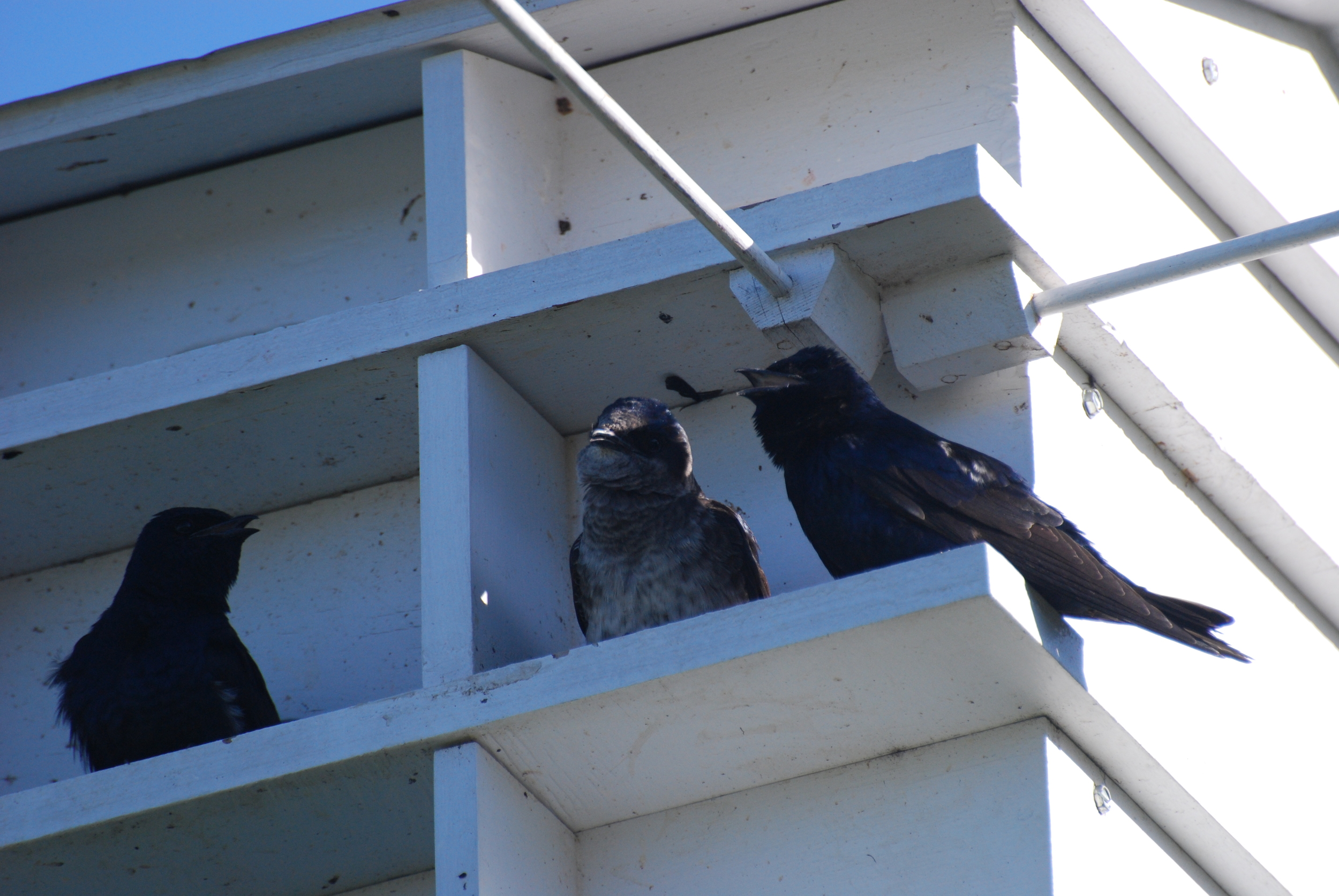 Purple Martins at Rose Lake State Natural Area