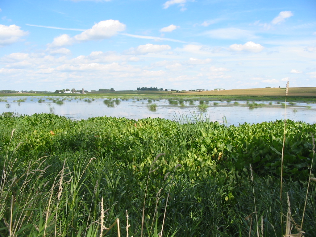 Goose Pond in mid-summer