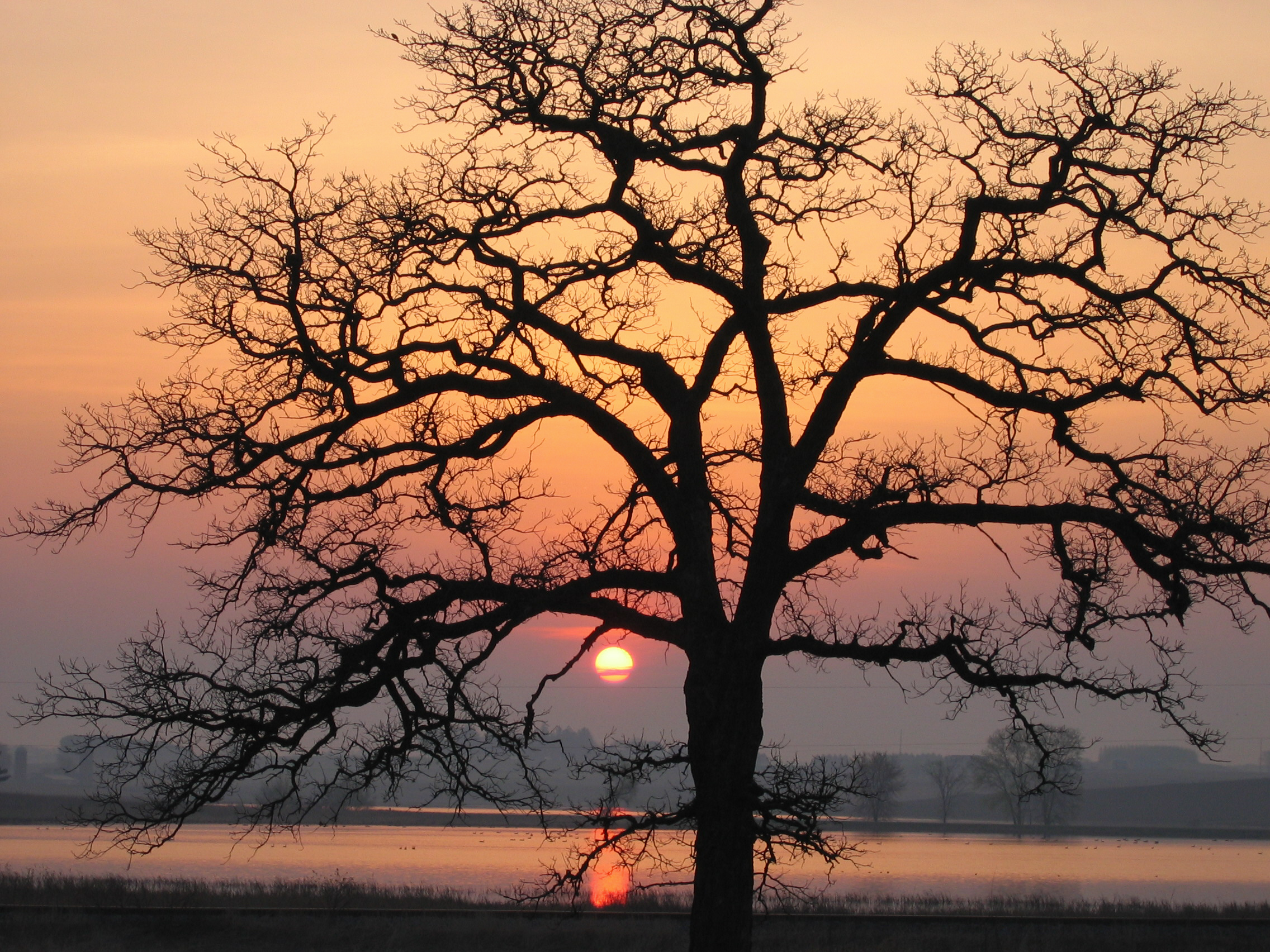 A stately oak frames sunrise at Goose Pond Sanctuary