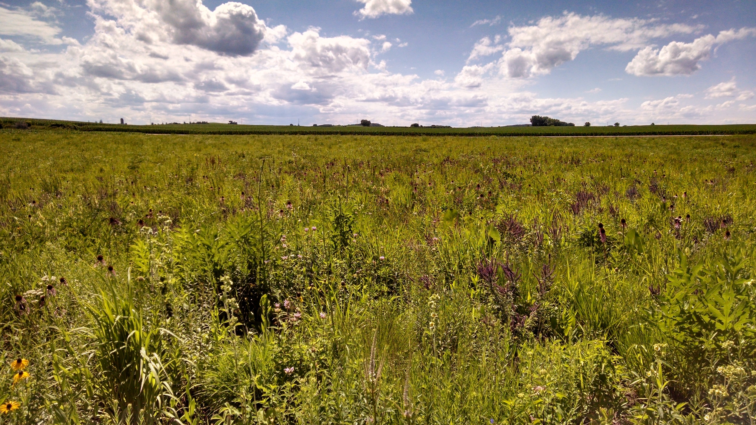 Jill's Prairie