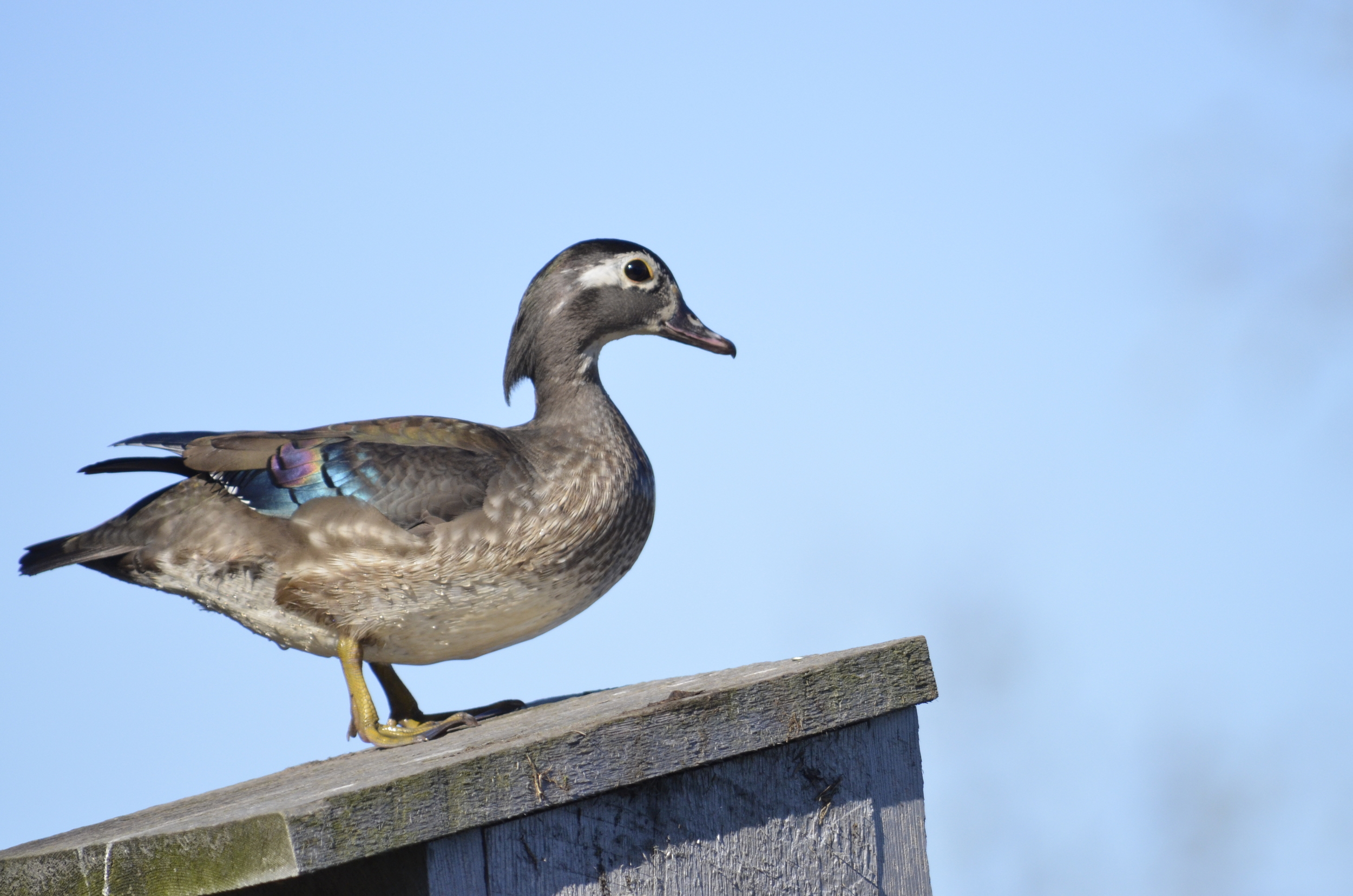 Nesting wood ducks at Goose Pond Sanctuary