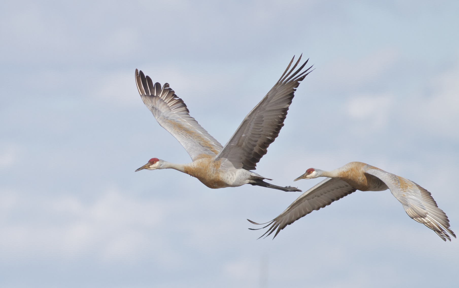 Sandhills in flight