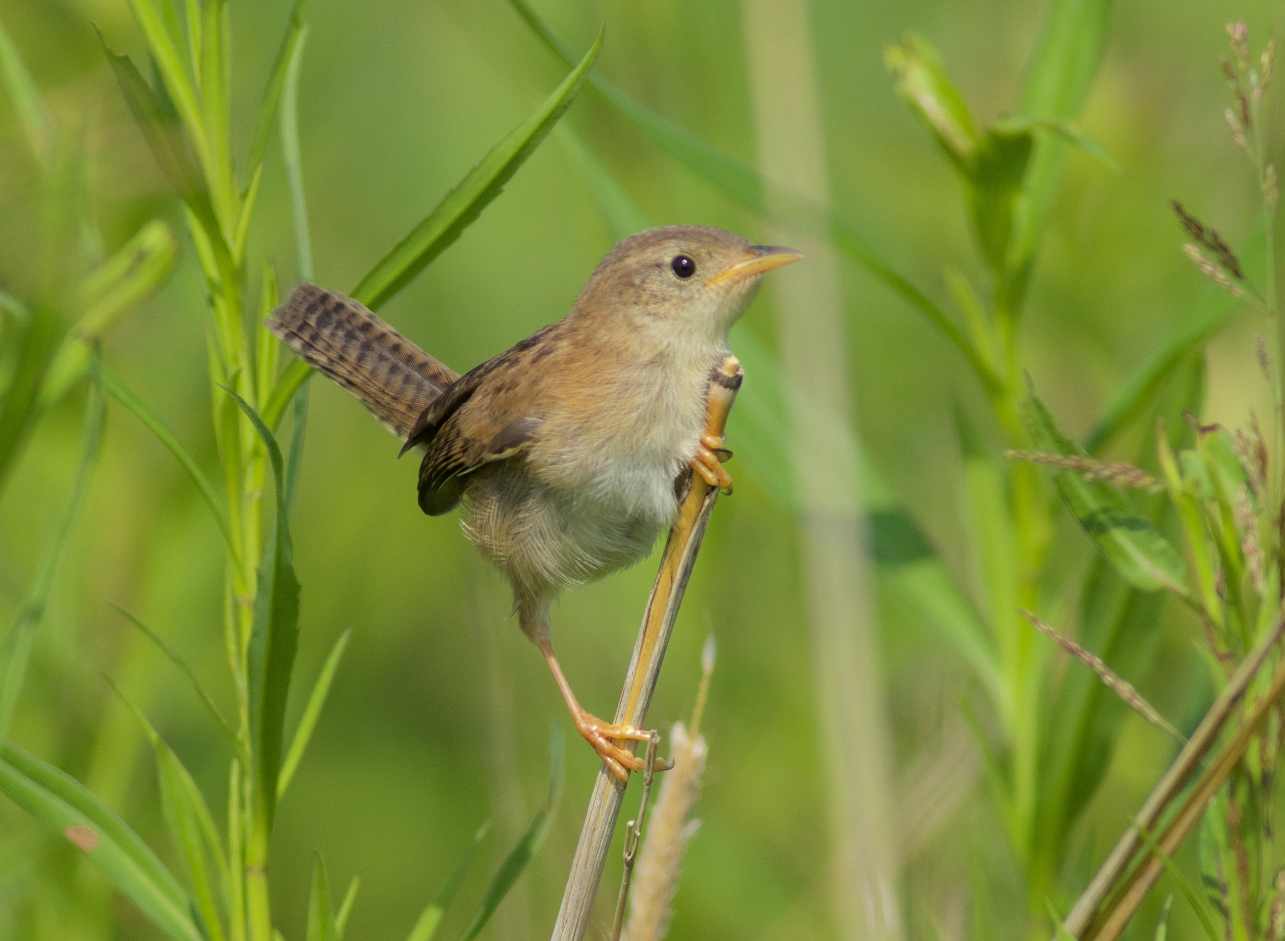 Sedge wren