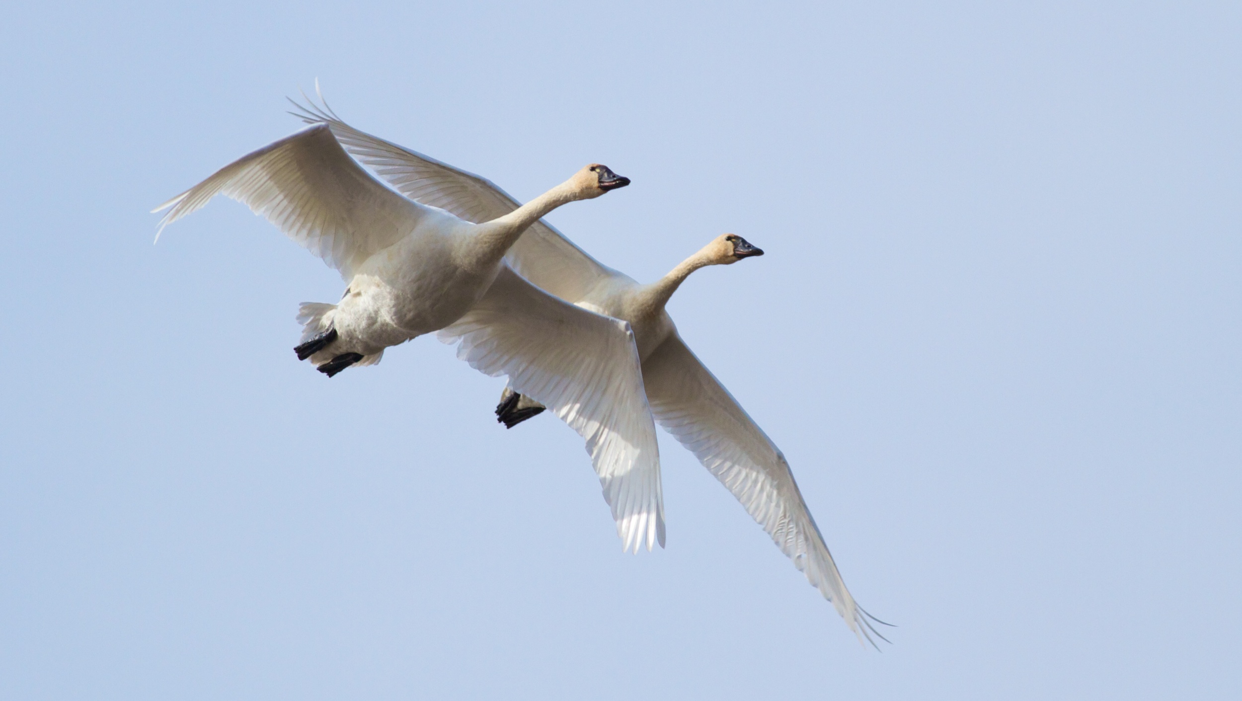 Tundra swans