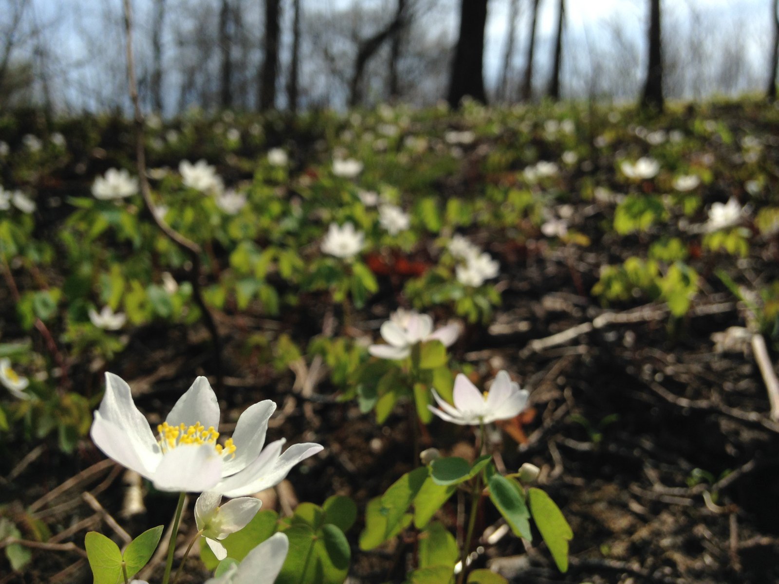 Anemone in bloom