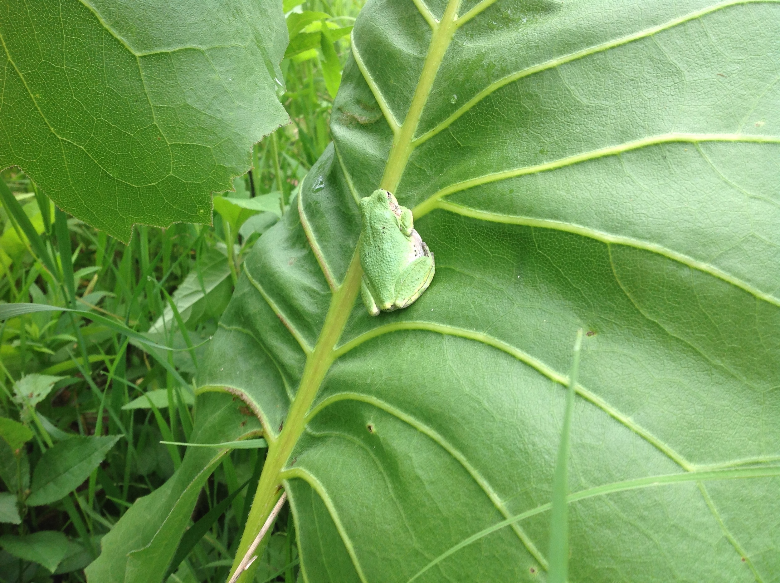 An eastern gray tree frog finds a hiding place on a prairie dock leaf