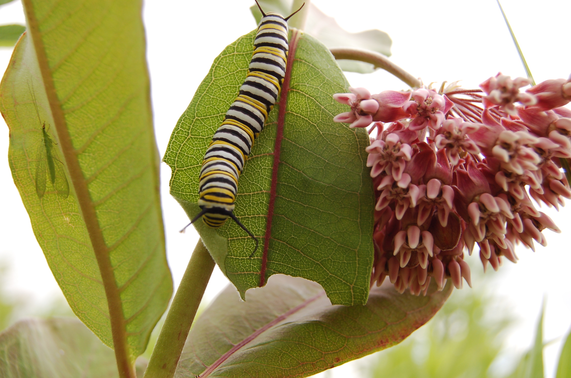 A monarch caterpillar finds food and shelter on common milkweed