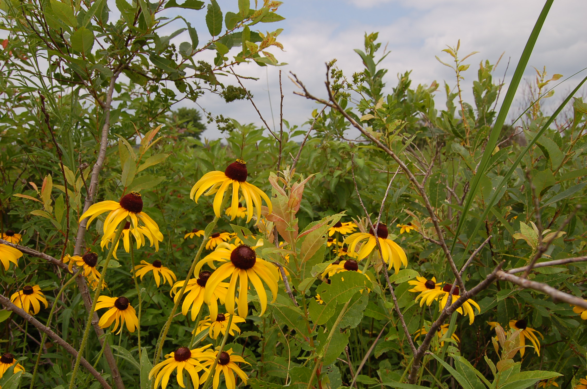 The prairies in their midsummer bloom are a beautiful sight