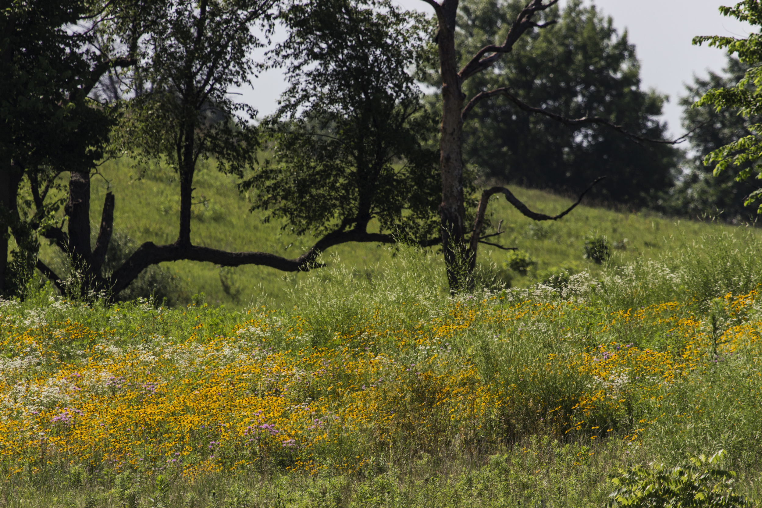 A summer visit will reward you with fields of showy wildflowers