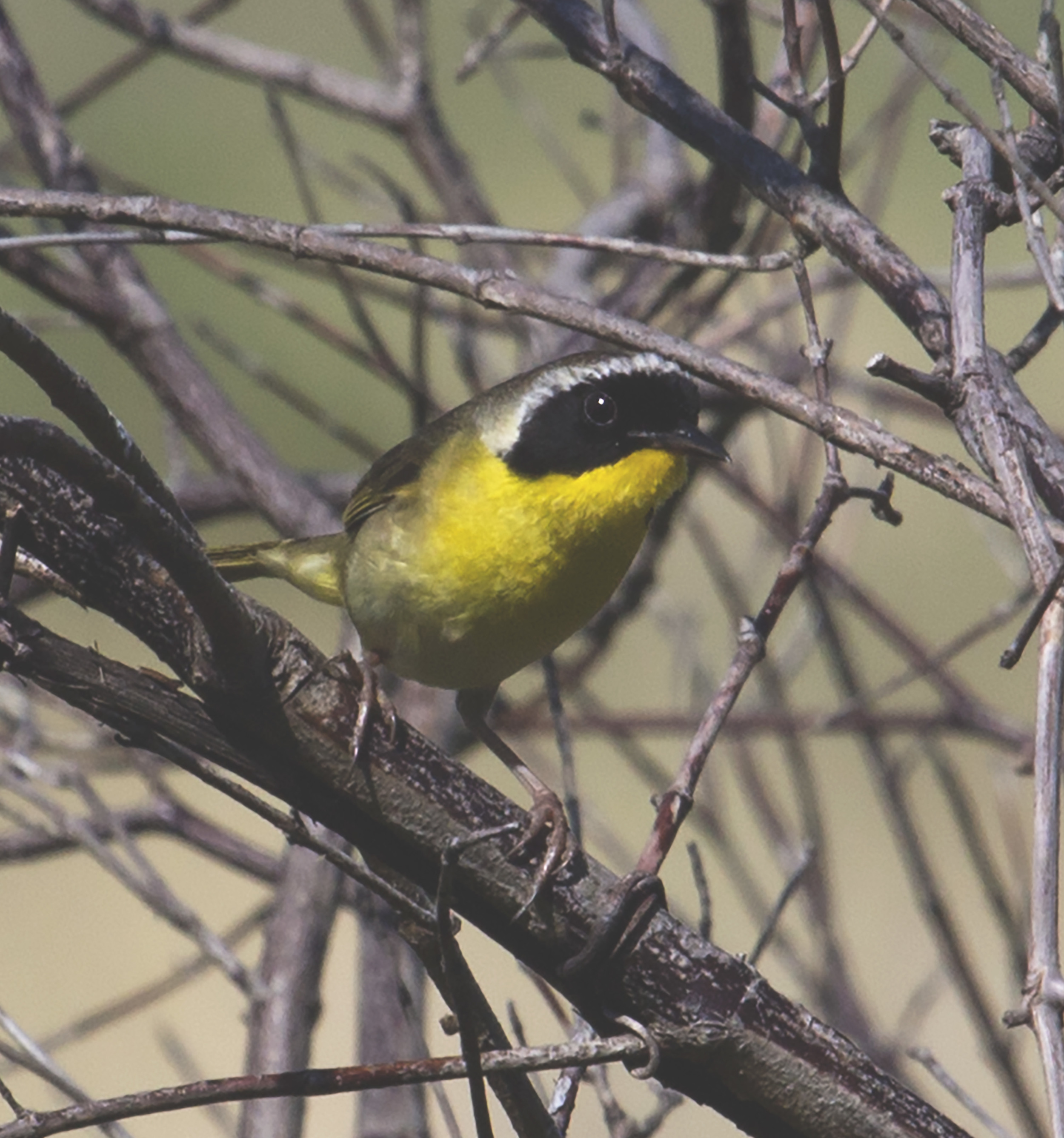 A male common yellowthroat shows off his bandit's mask