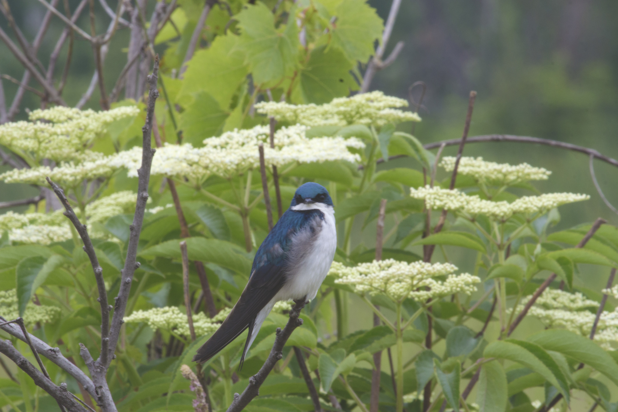 Tree swallow