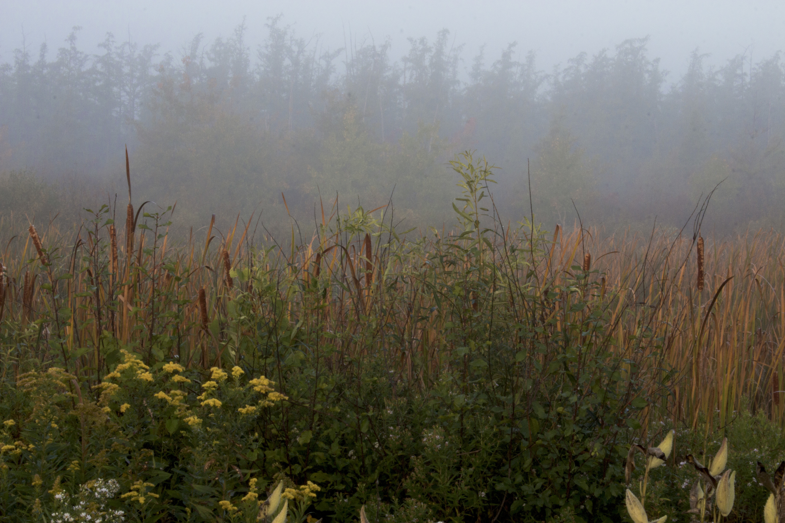 A peaceful morning at Faville Grove