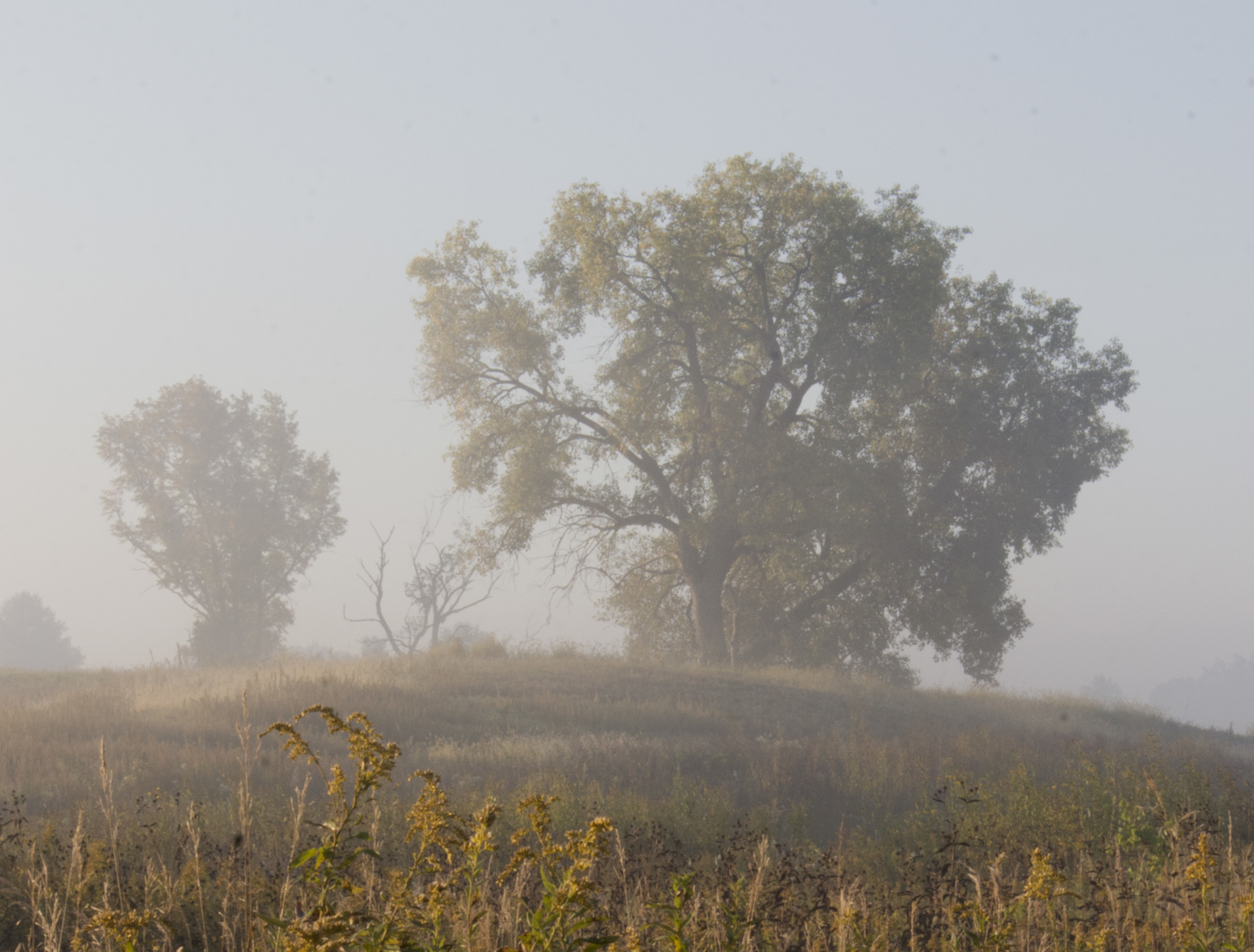 Sunrise in the summer provides perfect light at Faville Grove