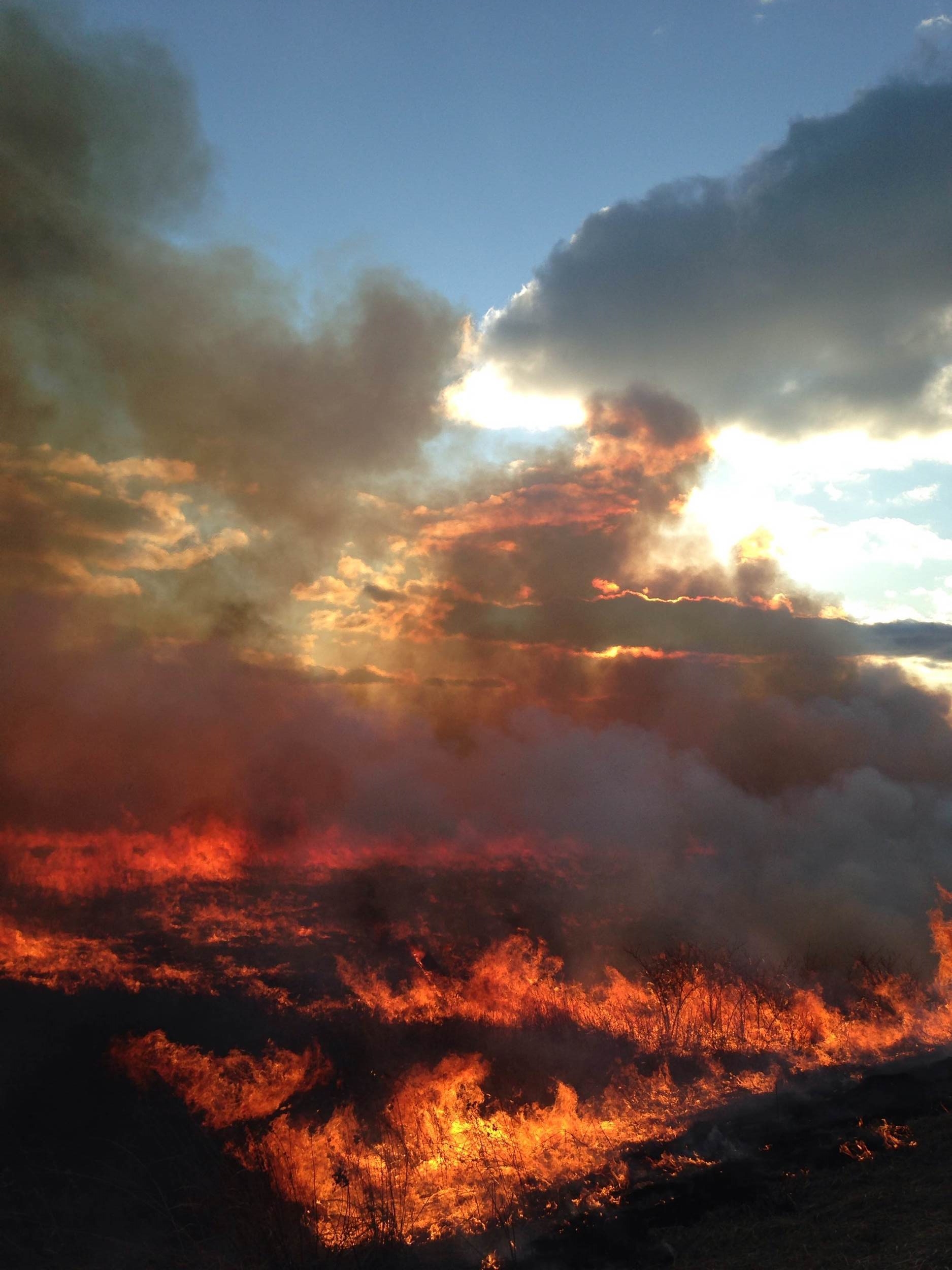 A spring prairie burn revitalizes the landscape