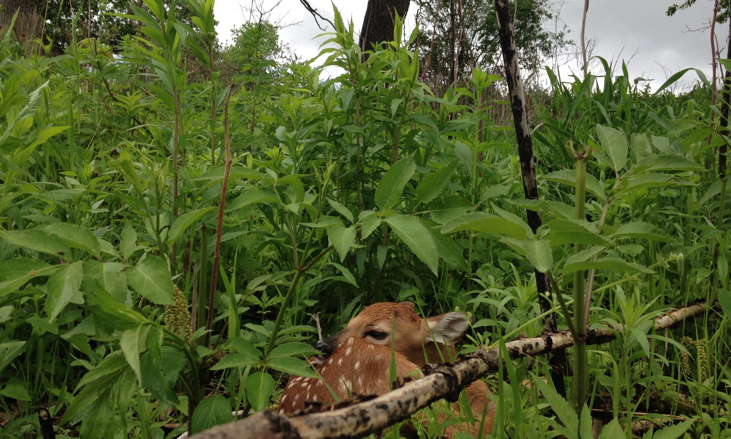 A whitetail fawn at rest in Faville Woods