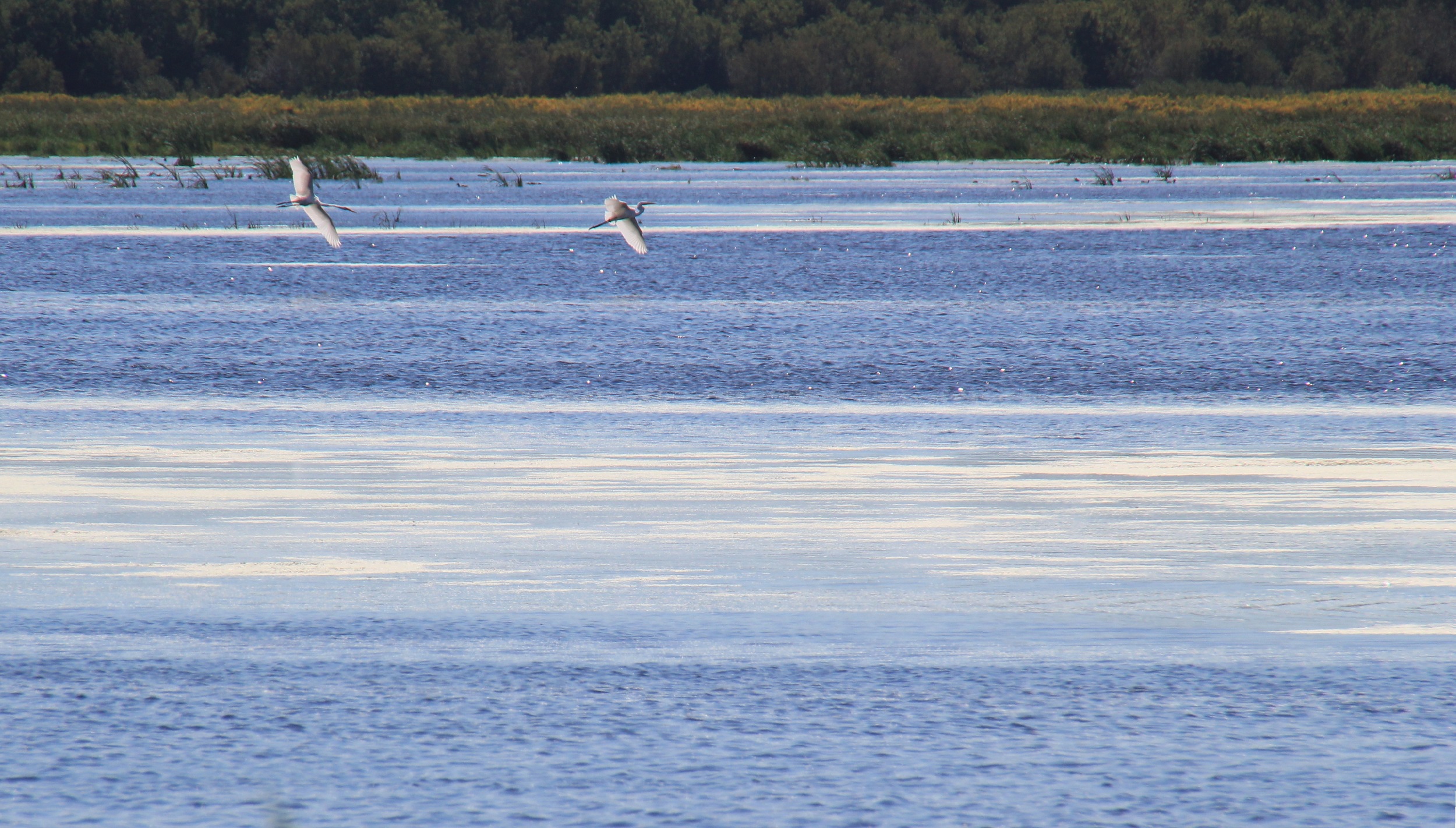 Zeloski Marsh